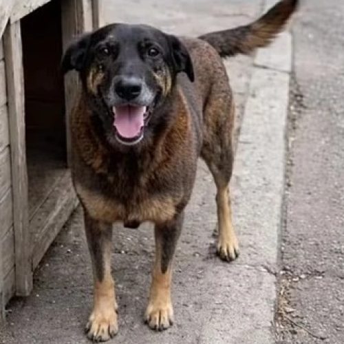 Caso “do comunitário Orelha” expõe avanço da violência juvenil em ambientes digitais