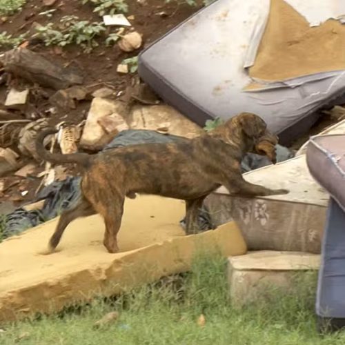 Entre lixo e chorume, cães lutam para sobreviver em aterro de Pirassununga