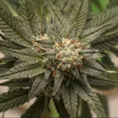 Consumo de drogas ilícitas cresce no Brasil e preocupa avanço entre jovens e mulheres