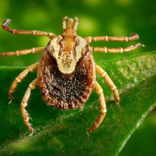 Mais uma morte por febre maculosa no interior SP gera preocupação nas autoridades