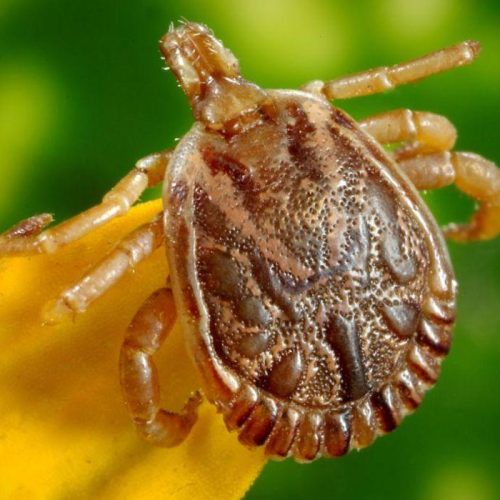 Segunda morte por febre maculosa é confirmada em Mogi Mirim (SP)