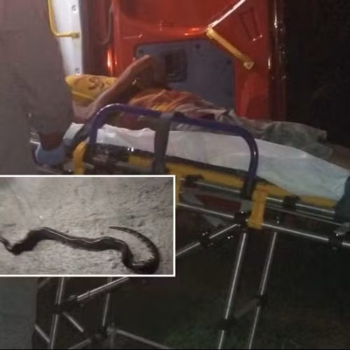 Homem morde filhote de sucuri após ser picado no interior de SP