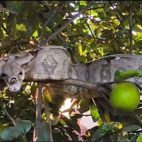 Cobra de 2 metros é encontrada em pé de limão e mobiliza Defesa Civil no interior de SP