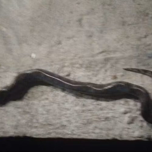 Cobra sucuri morre após levar mordida de homem no interior de SP