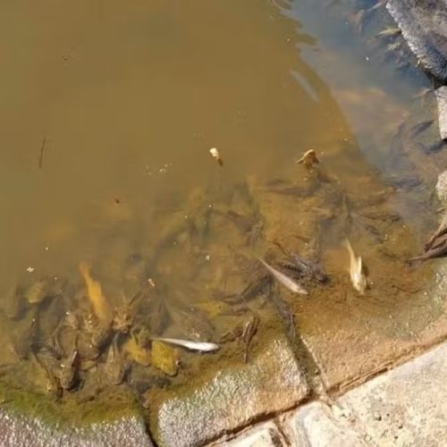 Justiça mantém multa de R$ 277 mil por mortandade de peixes no Rio Mogi Guaçu