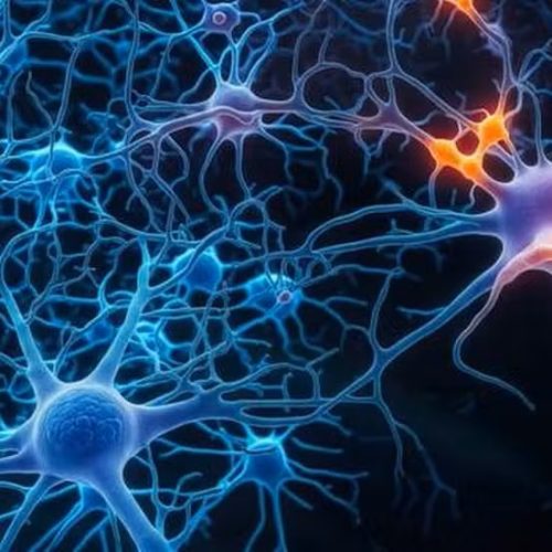 Vírus da Covid e Oropouche podem acelerar danos no cérebro, revela estudo da USP