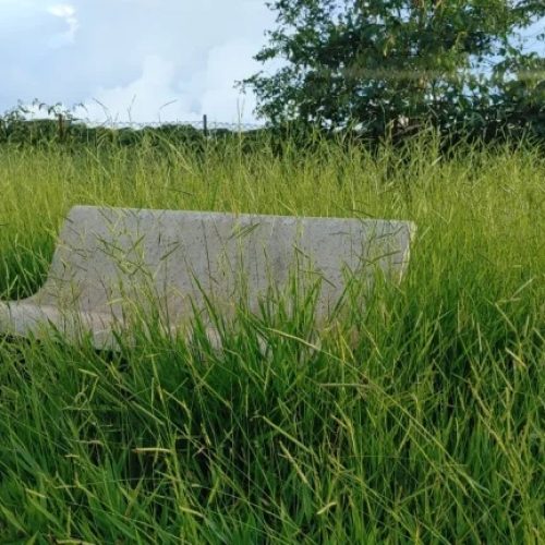 Enquanto moradores relatam mato alto em diversos bairros, empresa de roçagem e Prefeitura de Ribeirão batem cabeça na gestão do serviço