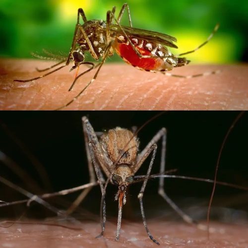 Ribeirão Preto está entre as cidades com primeiros casos de Febre do Nilo Ocidental em SP