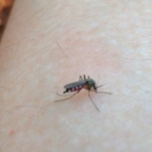 Brasil aprova primeira vacina de dose única contra a dengue