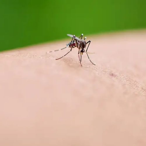 Mosquitos superam leões e se tornam os animais mais mortais do planeta