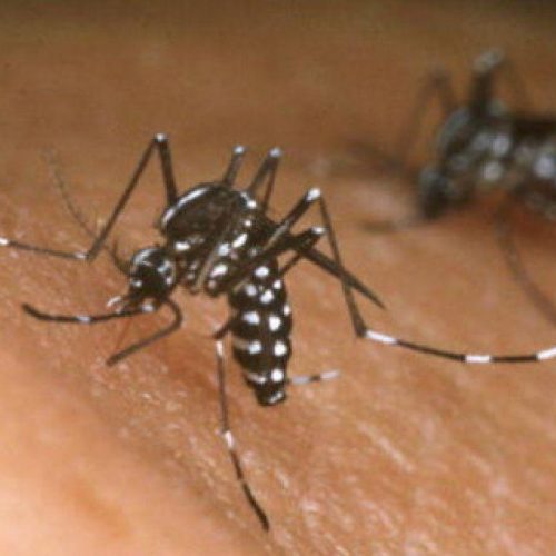 Araras chega a 31 casos de dengue e registra uma internação em 2026