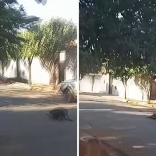 Policial militar mata cachorro a tiros durante confusão com moradores