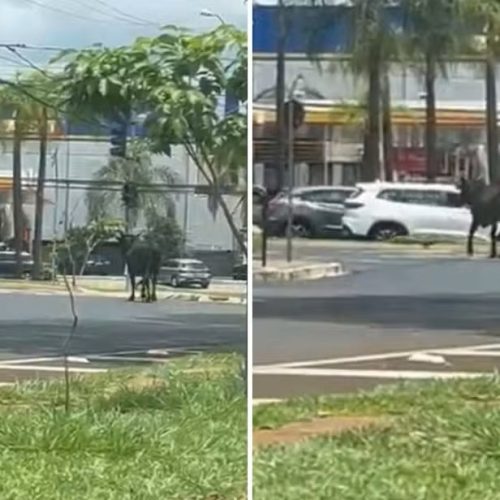 Boi circula entre carros na zona sul de Ribeirão Preto e mobiliza agentes de trânsito