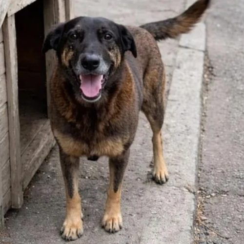 Justiça manda redes sociais apagarem posts sobre adolescentes no caso do cão Orelha