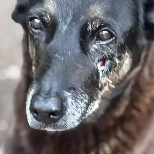 Caso Orelha: polícia pede internação de adolescente em SC