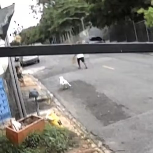 ataque pitbull - capa  furto