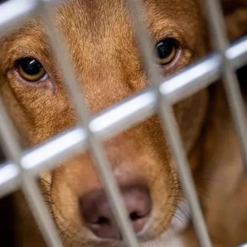 Grupos de zoossadismo exibem tortura de cães e gatos nas redes