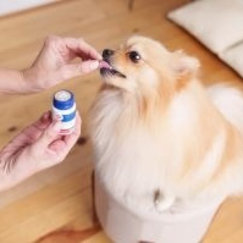 DrogaVET investe cinco vezes mais em inovação que a média nacional