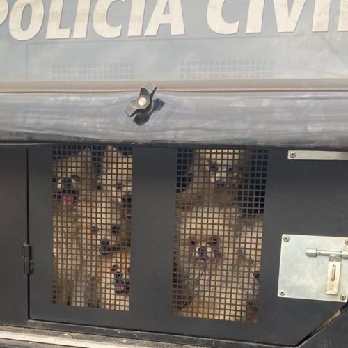 26 lulus da Pomerânia são resgatados em Belo Horizonte após denúncias apontarem maus-tratos