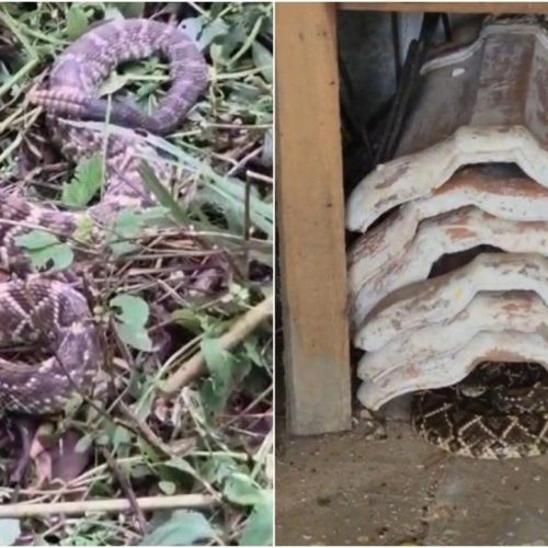 Cobra cascavel venenosa de 1,5 metro é encontrada por idosos no interior de SP