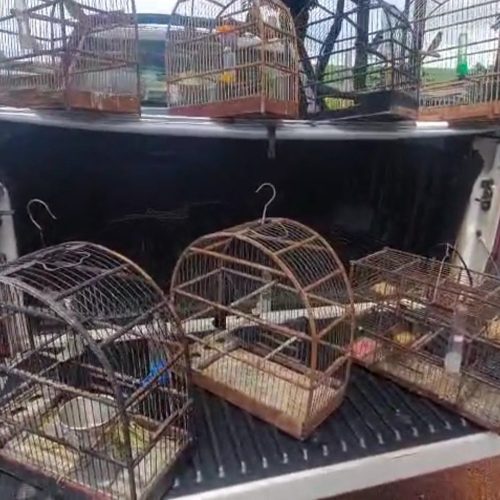 Homem é multado por manter 13 aves silvestres em cativeiro no interior de SP