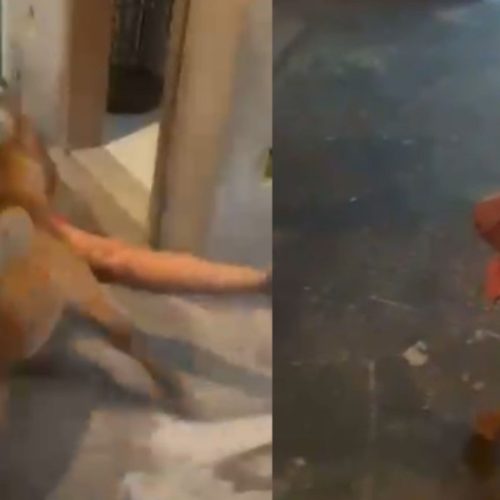 Mãe e irmão são investigados por instigar pitbull a atacar jovem; caso ganhou repercução nas redes sociais