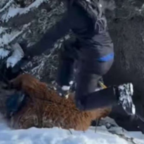 Brasileiro fantasiado de Chewbacca, personagem da saga Star Wars, é agredido em estação de esqui na França