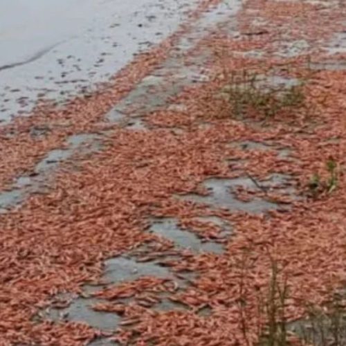 Mortandade de camarões no Rio Tietê é investigada no interior de SP