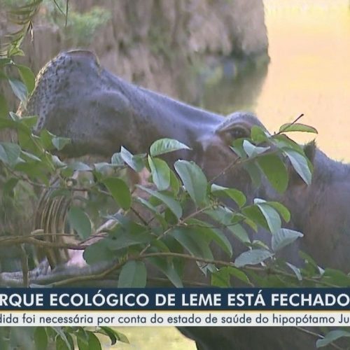 Parque ecológico de Leme é fechado após hipopótamo adoecer