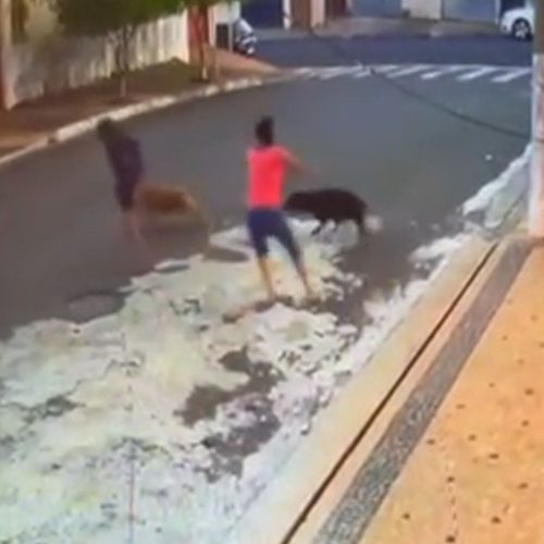 Criança atacada por cães passará por novas cirurgias, afirma pai