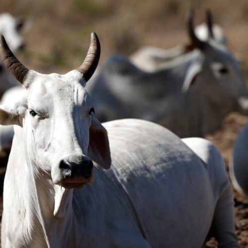 CNA solicitou ao governo federal e aos estados redução temporária de tributos sobre combustíveis