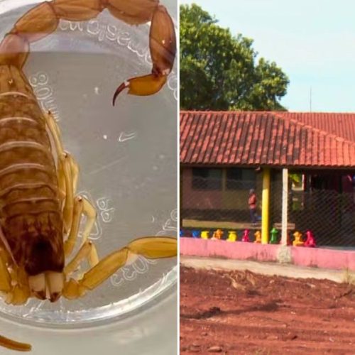 Escorpiões em creche assustam famílias e afastam alunos em Araraquara