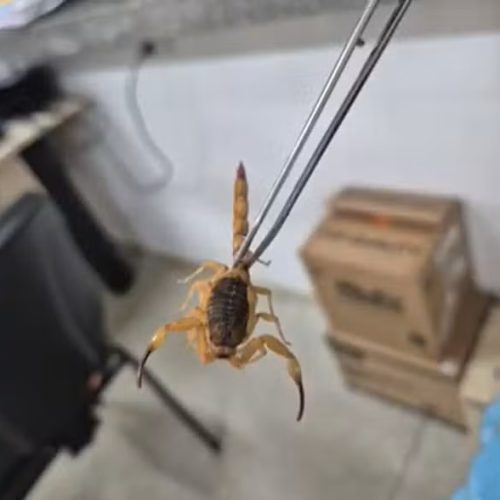 Escorpiões em creche causam pânico entre pais em São Carlos