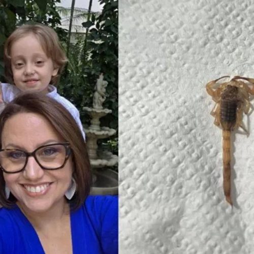 Terror em casa: família deixa imóvel após invasão de escorpiões
