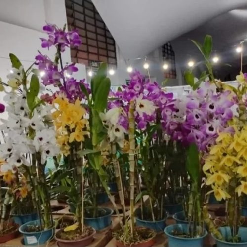 Jaboticabal recebe 39ª Exposição Nacional de Orquídeas com mais de 3 mil exemplares