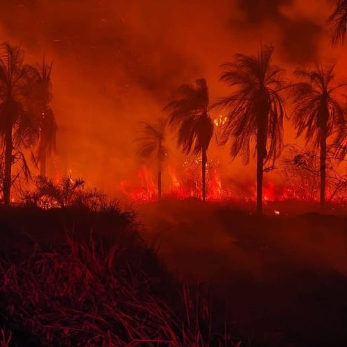 Incêndio de grandes proporções atinge Floresta de Bebedouro e destrói 20 mil m² de área verde