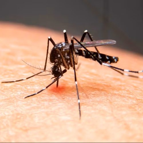 São Carlos confirma mais duas mortes por dengue e chega a 22 óbitos em 2025