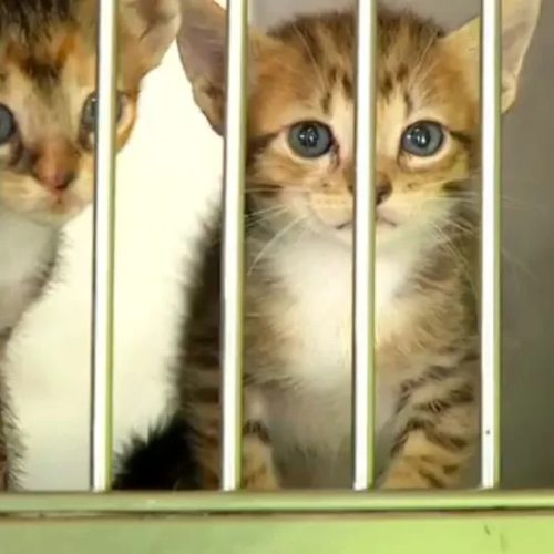 Alerta sanitário: esporotricose interdita parque infantil em Pirassununga