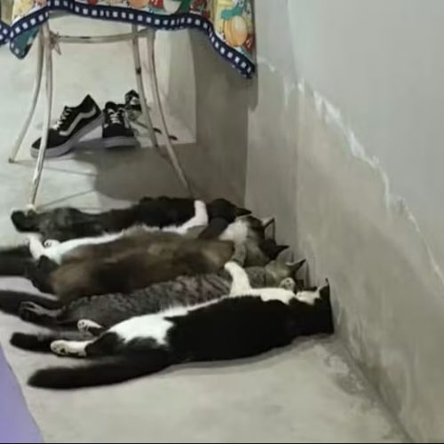 Trio é preso por coleta clandestina de sangue de gatos em SP após anúncio nas redes sociais