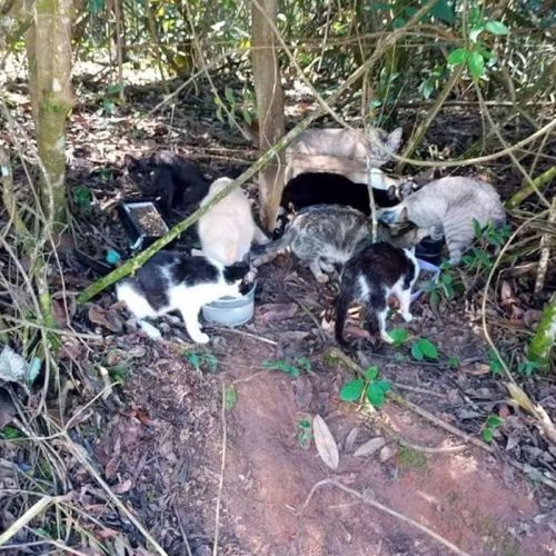 16 gatos são resgatados em situação de abandono em Porto Ferreira; responsável é multada em R$ 54 mil