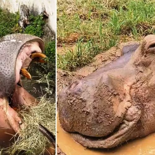 Hipopótamo Juninho morre aos 50 anos no Parque Ecológico Mourão