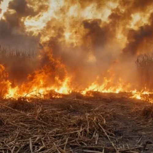 Homem é condenado a pagar R$ 9,7 milhões por incêndio ambiental