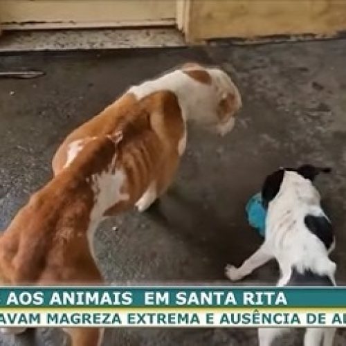 Homem é preso por maus-tratos a animais em Santa Rita do Passa Quatro