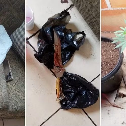 Jovem é preso após esquartejar cão e cultivar maconha em casa