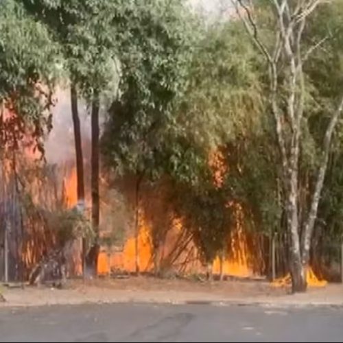 Dentista é preso por incendiar mata; câmeras flagraram ação criminosa