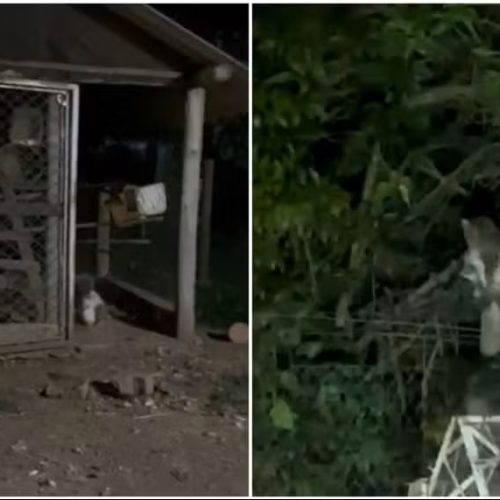 Jaguatirica invade galinheiro e mata sete galinhas no interior de SP