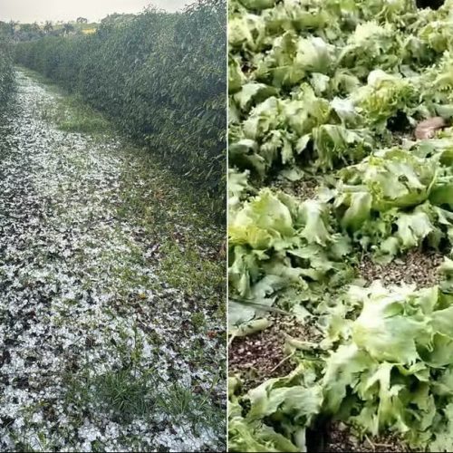 Chuva forte e granizo provocam prejuízos a produtores rurais no interior de SP