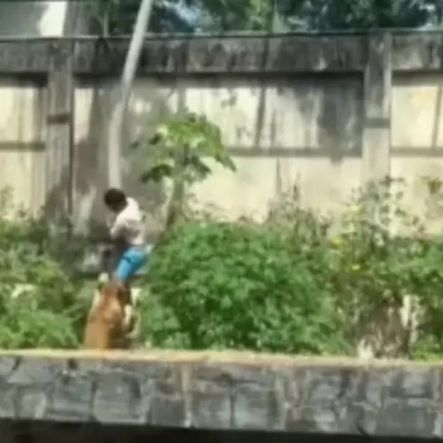 Leoa que matou homem apresentou quadro de choque e estresse, apontam especialistas