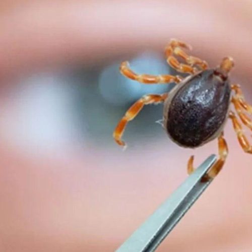 Febre maculosa faz terceira vítima em Americana em 2026