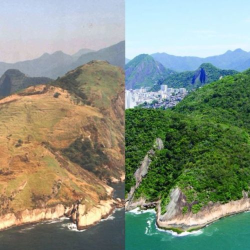 O Retorno da Floresta: Rio de Janeiro lidera a regeneração da Mata Atlântica no Brasil